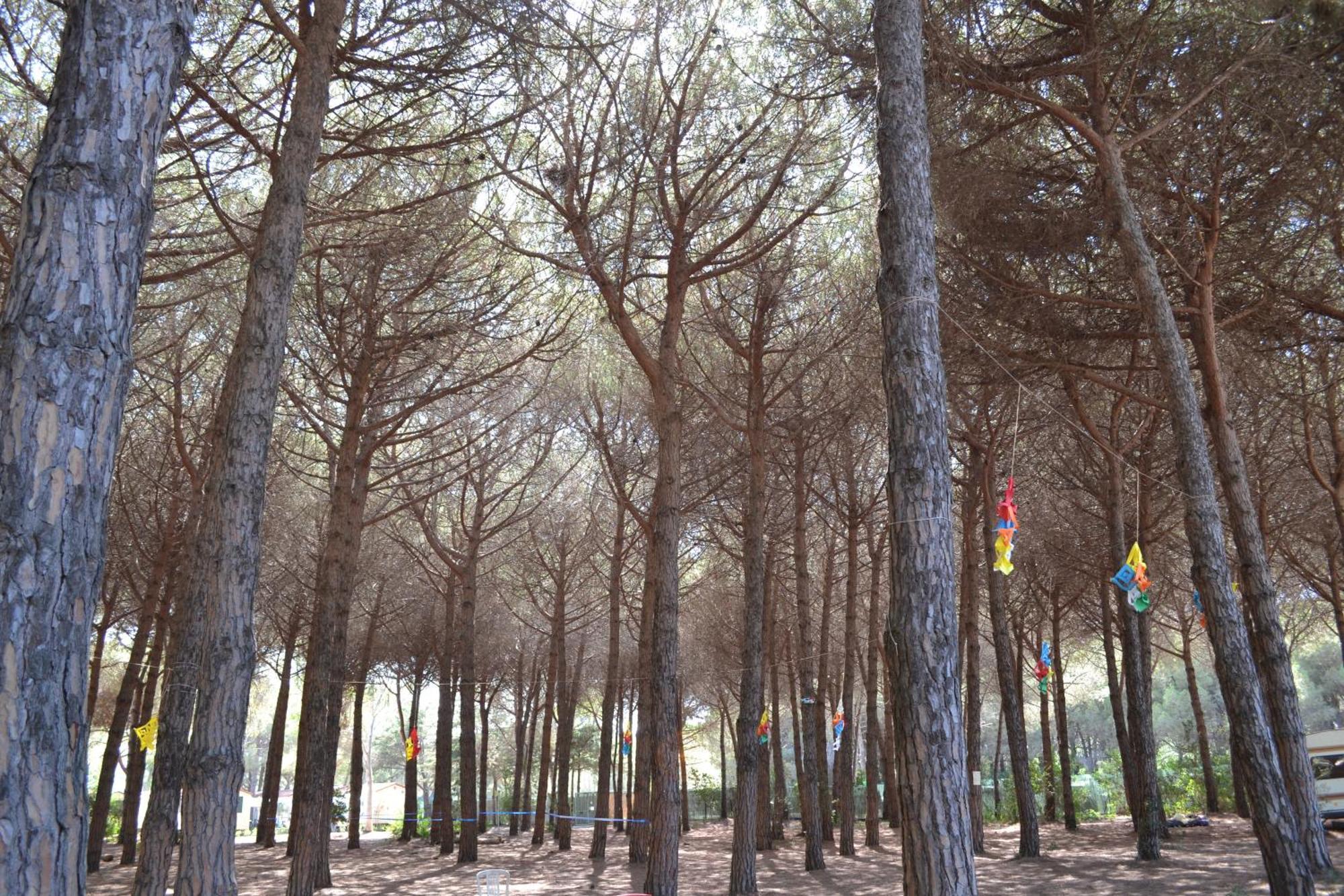 Giannella Camping Orbetello Zewnętrze zdjęcie
